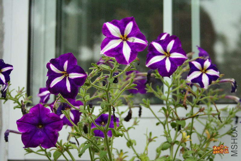 ��Ƭ 0016_����.jpg