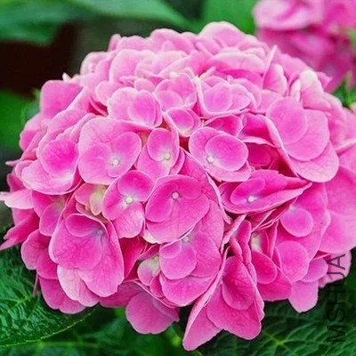 ʷŷ��1.webp.jpg