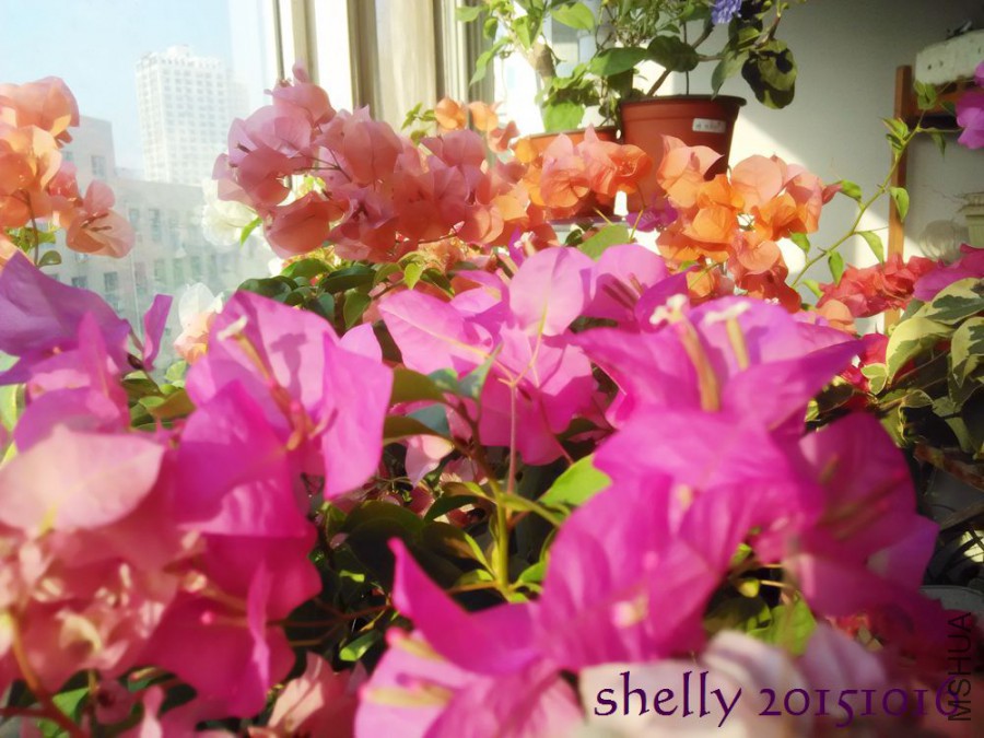IMG_20151016_080246.jpg