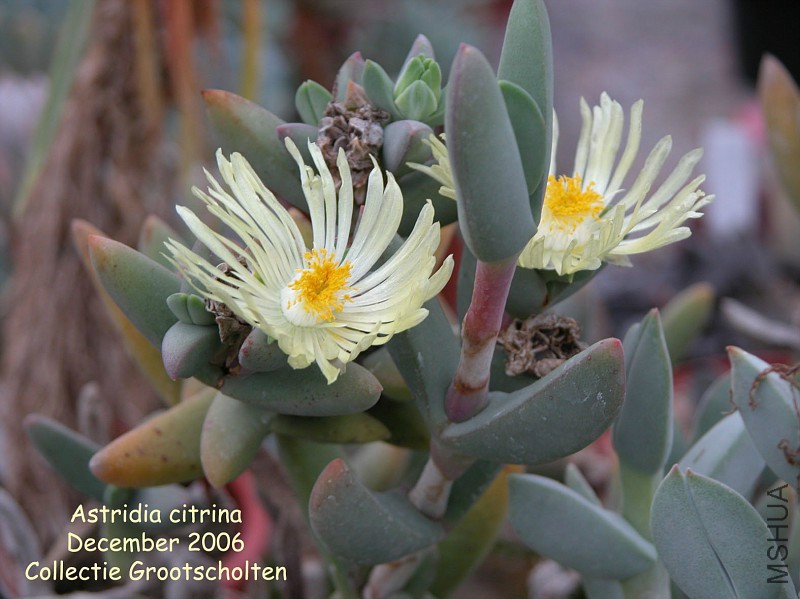 Astridiacitrina-vi.jpg