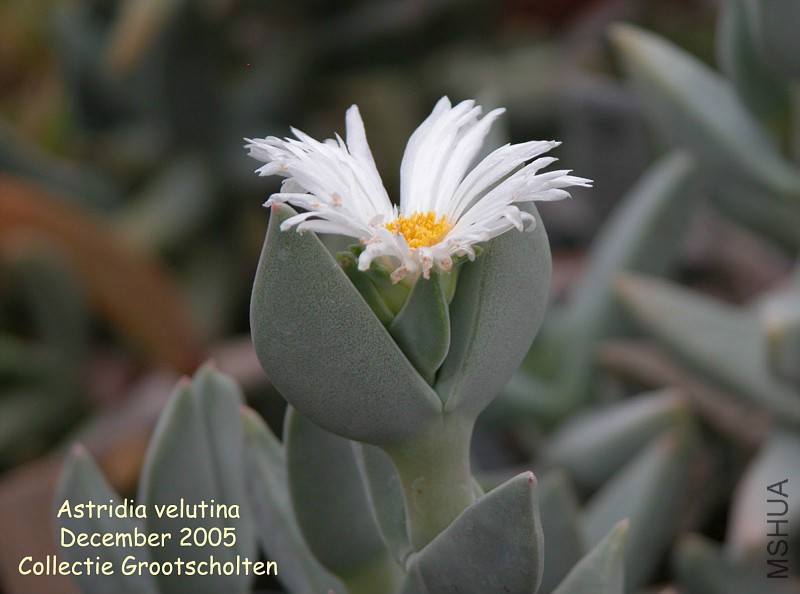 Astridiavelutina-vi.jpg