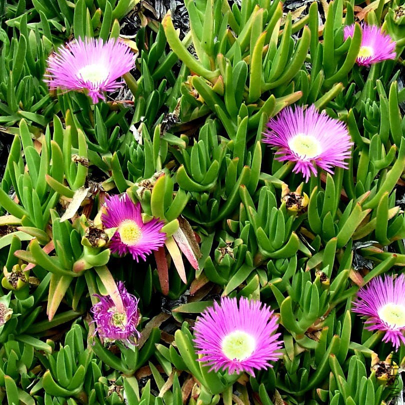 Carpobrotus_acinaciformis_03_810.jpg