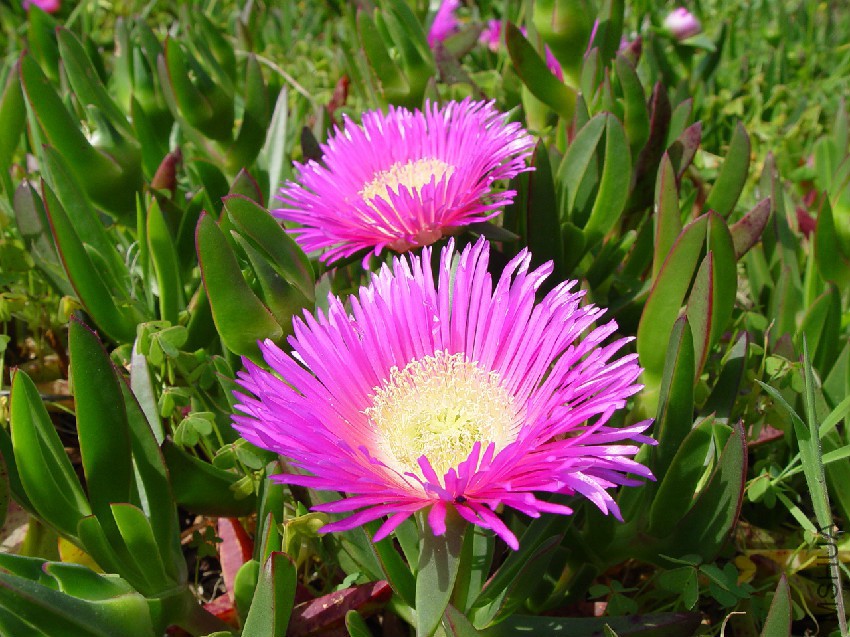 Carpobrotus-Edulis.jpg