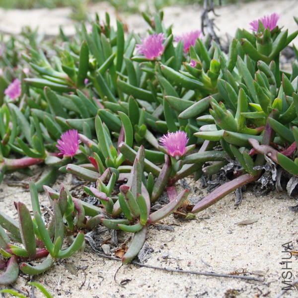 carpobrotus-rossii-11.jpg