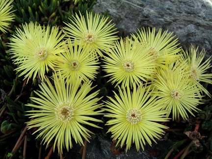 cephalophyllum_pillansii_new.jpg