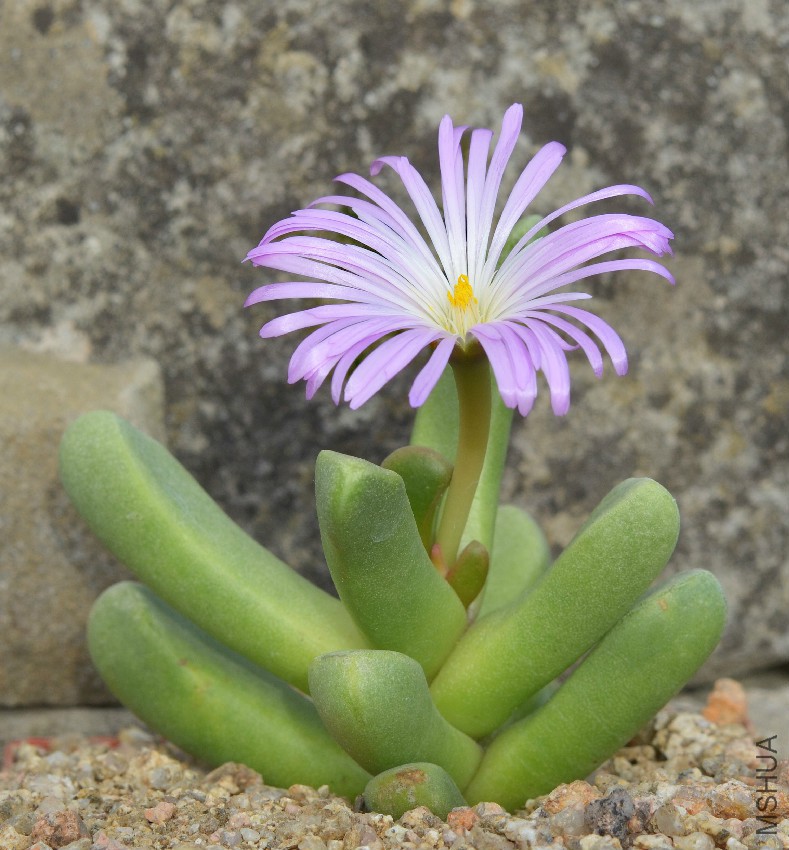 cerochlamys-pachyphyllum.jpg