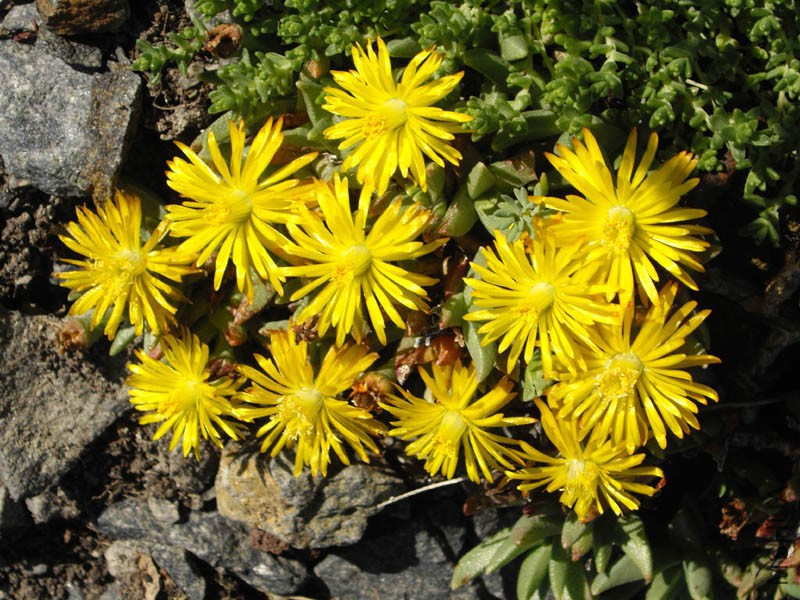 Chasmatophyllum_musculinum_flowers_photo_file_159KB.jpg