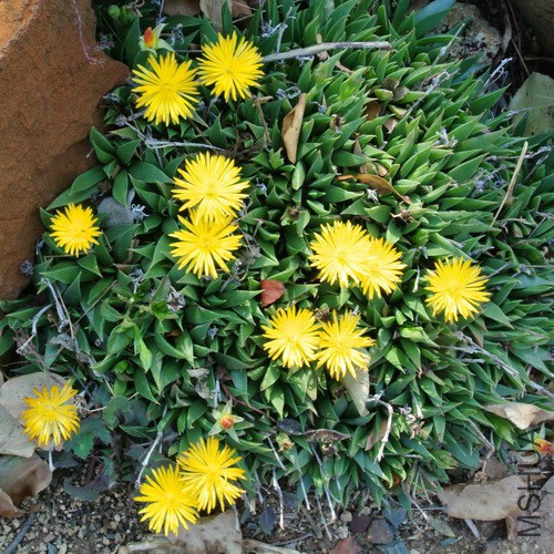 Chasmatophyllum_muscuphyllum_0331_500X500.jpg