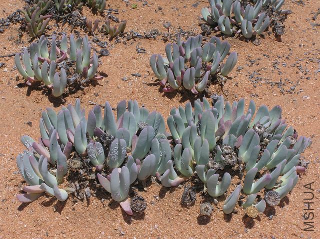 Cheiridopsis denticulata.jpg