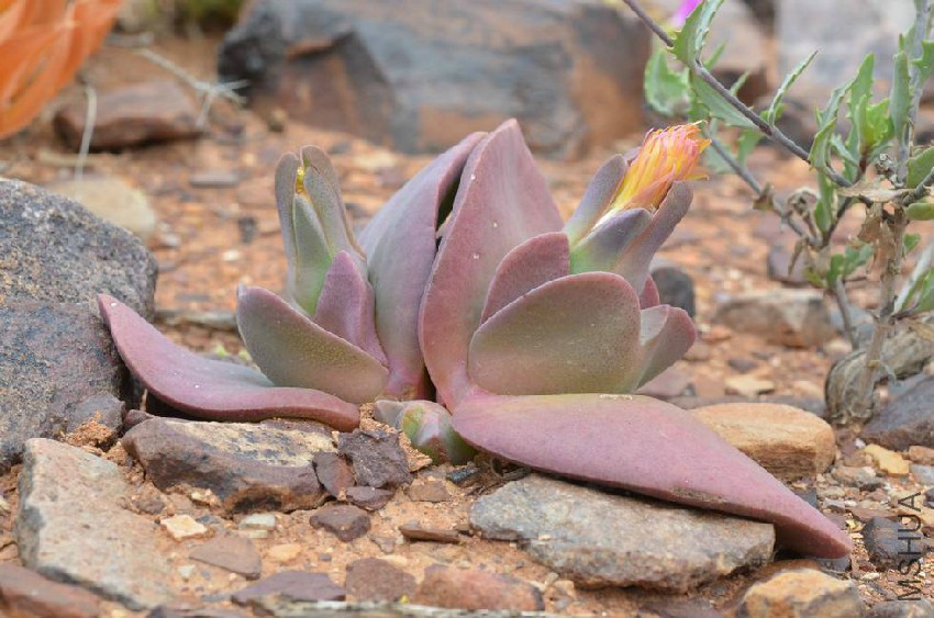 Cheiridopsis-peculiaris-Very-Rare-Cactus.jpg