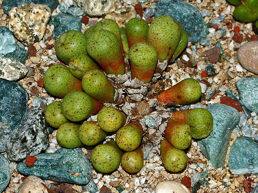 Aizoaceae_-_Conophytum_jucundum.jpg