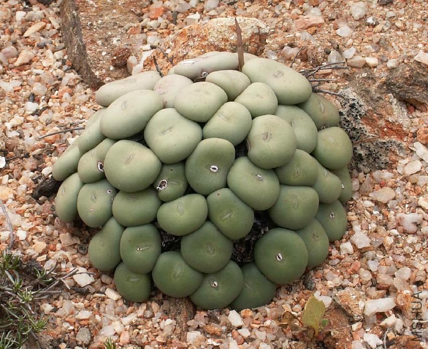 Approfondiamo il genere___ Conophytum.jpg
