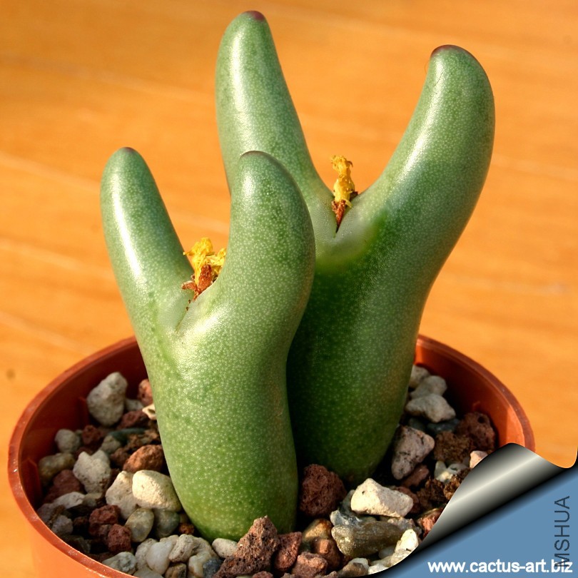 Conophytum_bilobum_810.jpg
