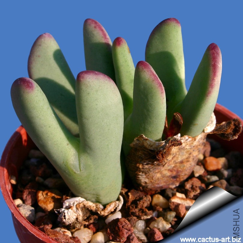 Conophytum_bilobum_LAV8846_810.jpg