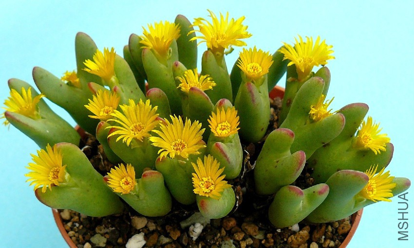 Conophytum_bilobum2_large.jpg