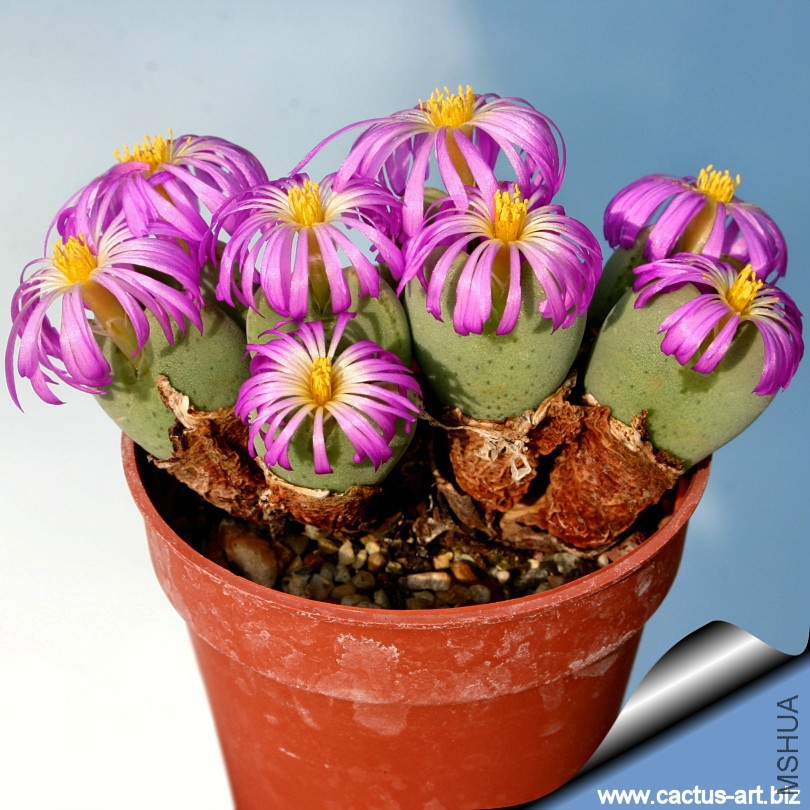 Conophytum_cordatum_01_810.jpg