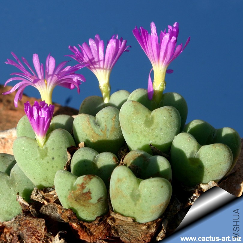 Conophytum_cordatum_03_810.jpg