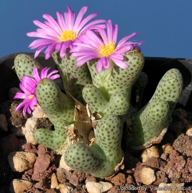 Conophytum_haramoepense_10549_l.jpg