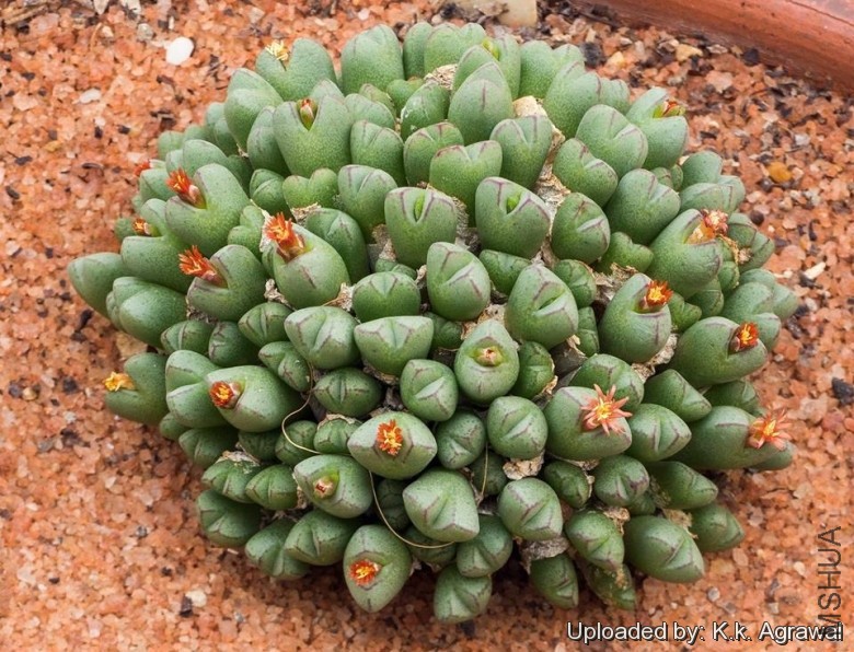 Conophytum_loeschianum_19722_l.jpg
