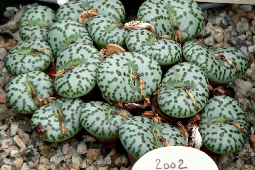 Conophytum_obcordellum_photo_file_184KB.jpg