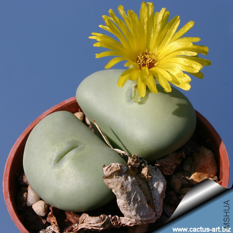 Conophytum_ornatum_810.jpg