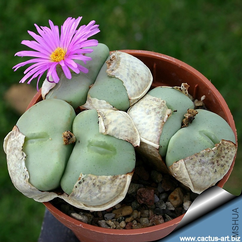 Conophytum_wettsteinii_flower_810.jpg