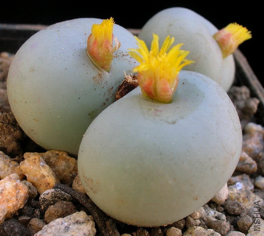 conophytum-calculus-ssp_-vanzylii-sh433.jpg