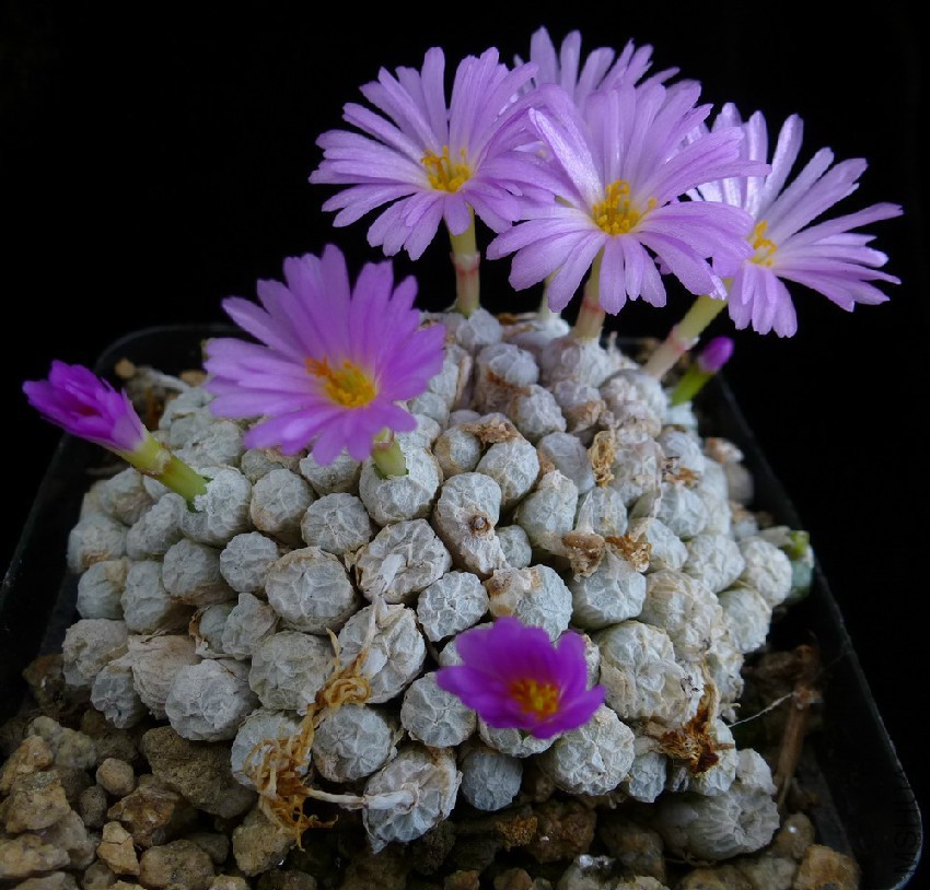 conophytum-ectypum-.jpg
