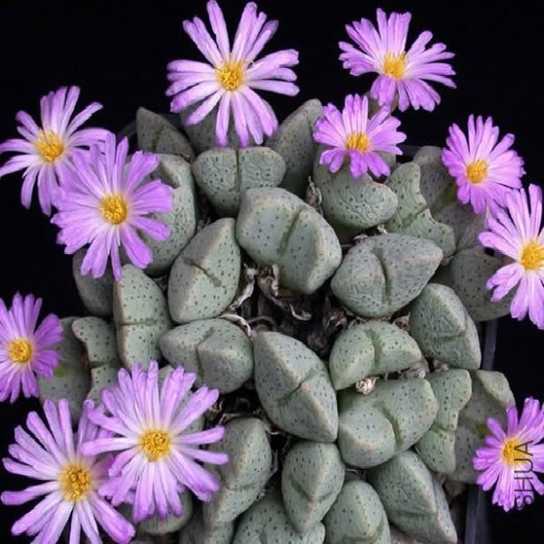 conophytum-ernianum.jpg