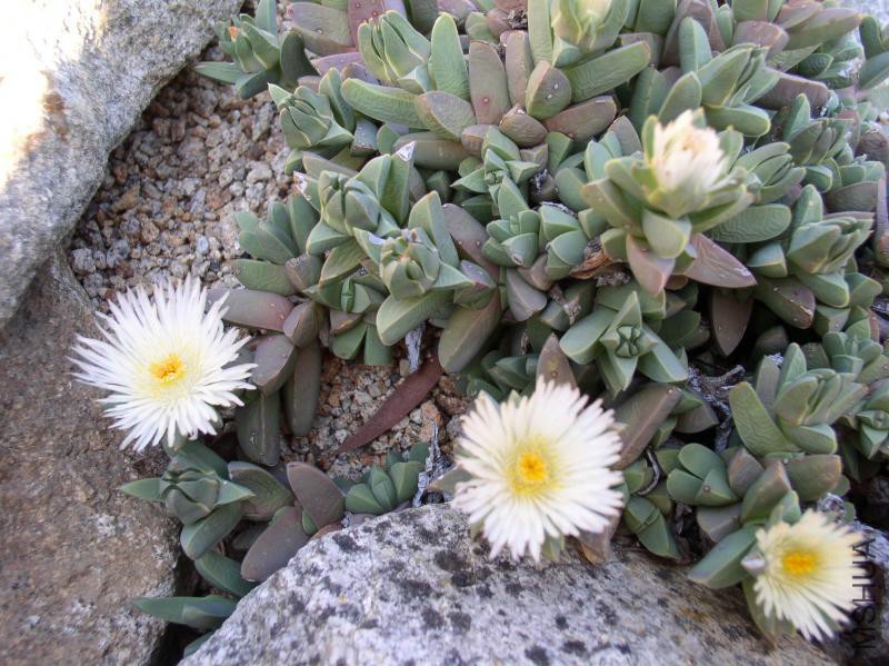aizoaceae-corpuscularia-taylori-9.jpg