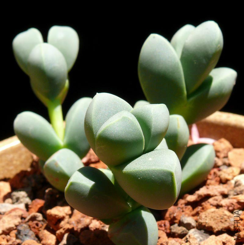 corpuscularia_lehmanii5.jpg
