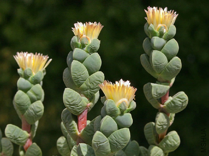Corpuscularia-lehmannii-Ice-Plant2.jpg
