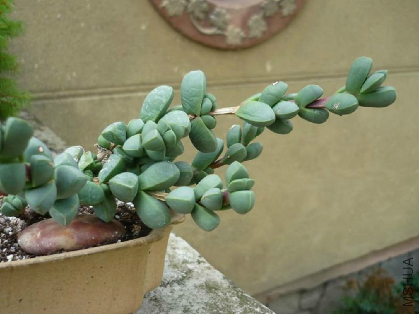 Corpuscularia-taylorii-Ice-Plant2.jpg