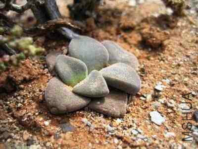 25- 095-Deilanthe-peersii.jpg