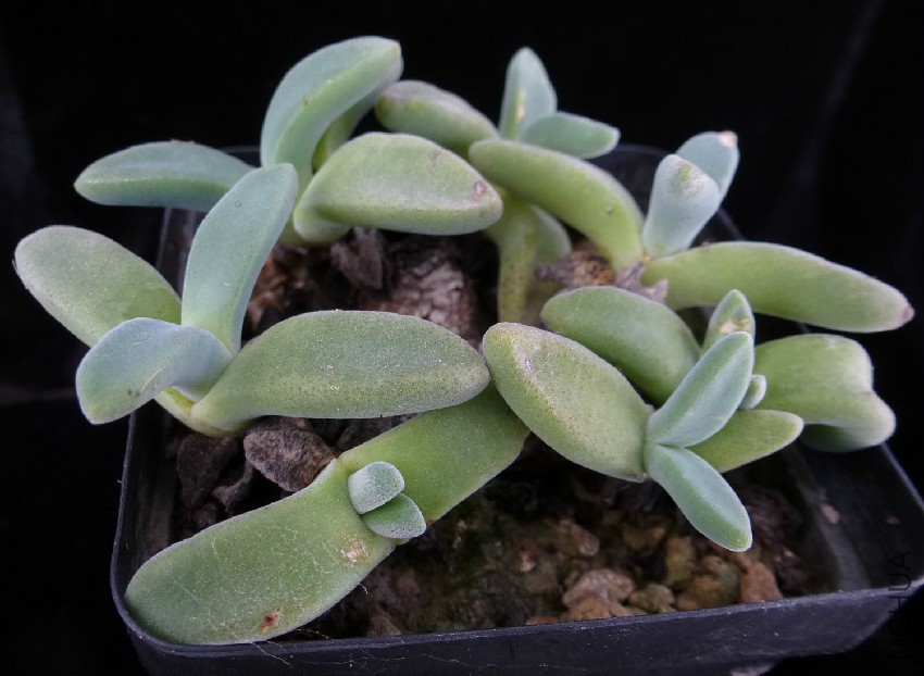 aloinopsis-peersii.jpg