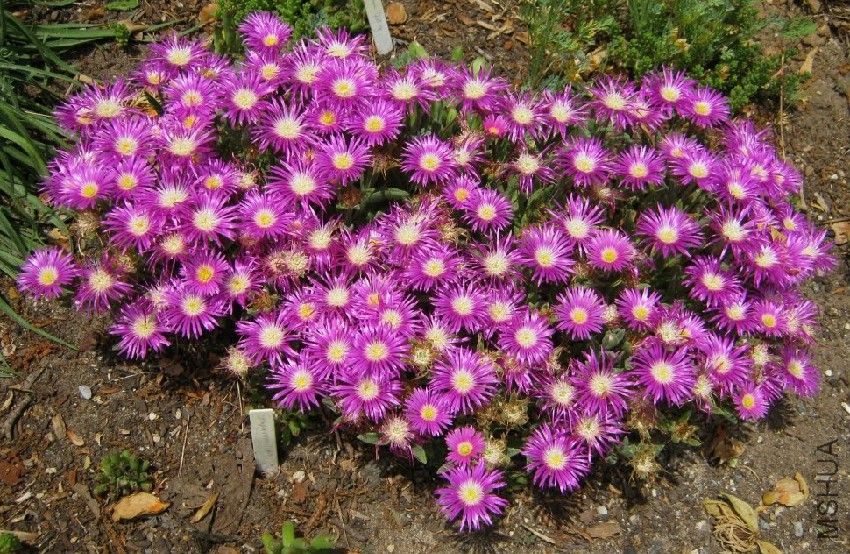 Delosperma ashtonii.jpg