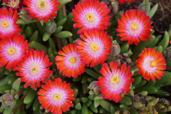 Delosperma Jewel of Desert Grenade.jpg