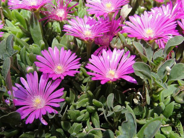 Delosperma_cooperi--groundcover-Sepehr_Ehsani--cc-by-nc-nd-20_12869387463_m.jpg