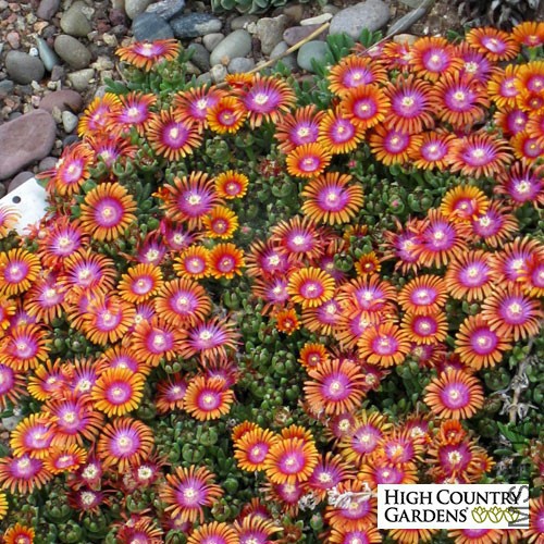 delosperma_fire_spinnercc_39786_web.jpg