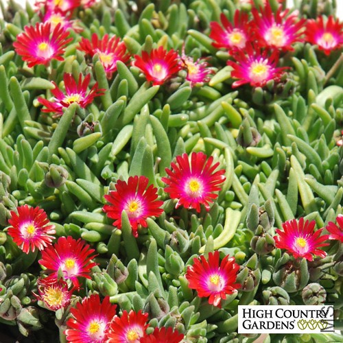 delosperma_garnet_web.jpg