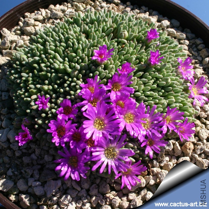 Delosperma_spalmanthoides_810.jpg