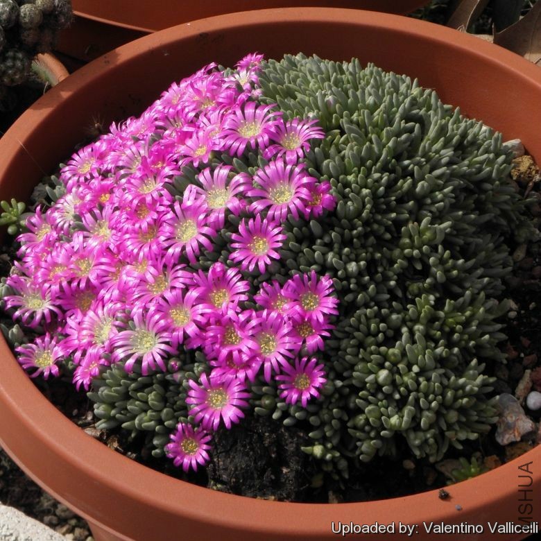 Delosperma_sphalmanthoides_1473_l.jpg