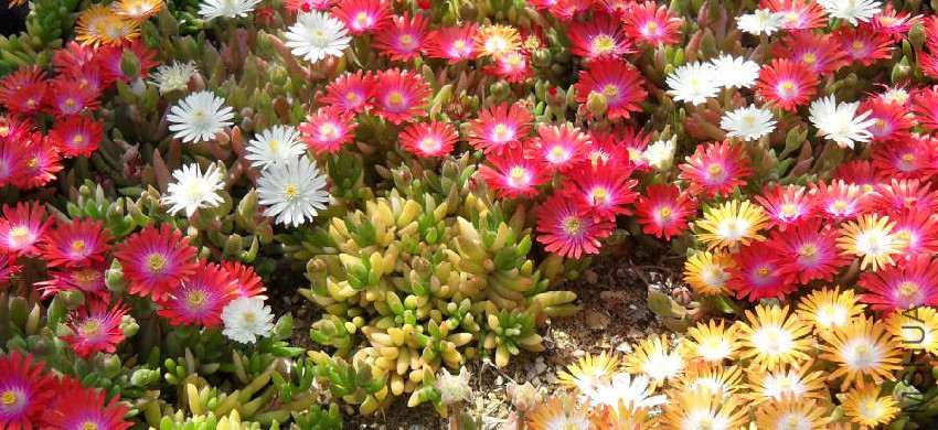 delosperma-jewel-of-desert-flowering.jpg
