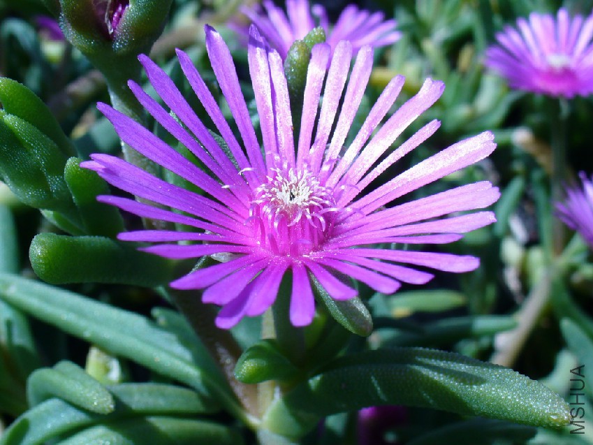 M__Delosperma_lydenbergense_flower.jpg