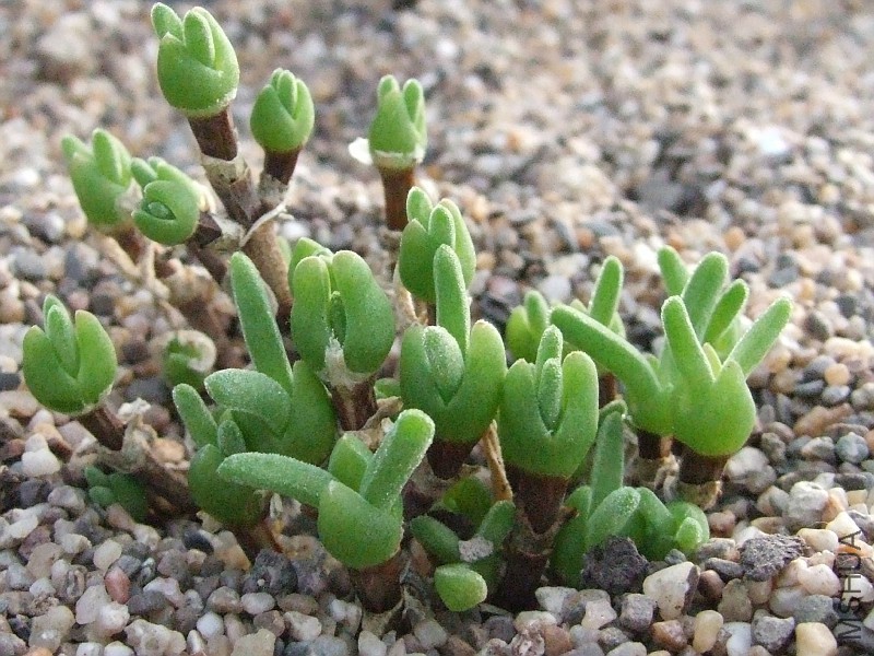 dicrocaulon-ramulosum3.jpg