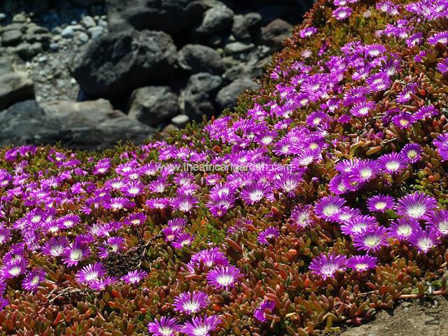 disphyma_crassifolium_purple_dewplant_00_flowering_plants_31-05-09_2.jpg