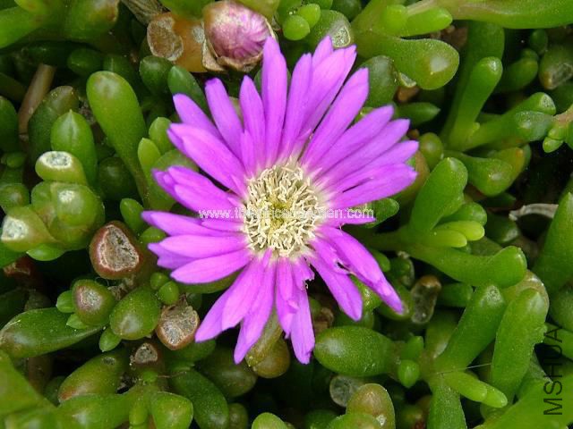 disphyma_crassifolium_purple_dewplant_flower_10-06-06.jpg
