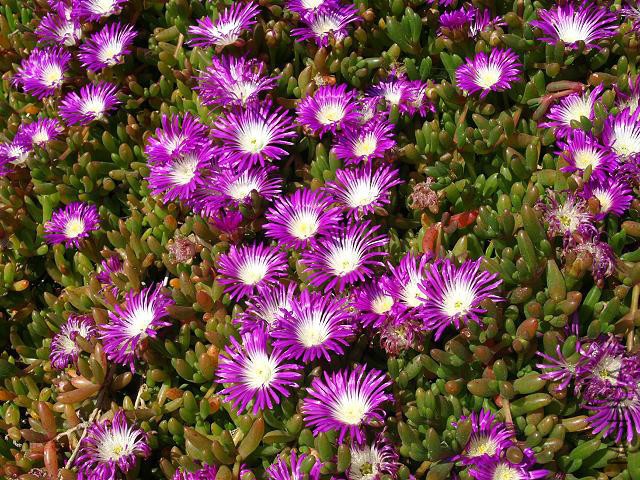 disphyma_crassifolium_purple_dewplant_flowering_plants_31-05-09_1.jpg