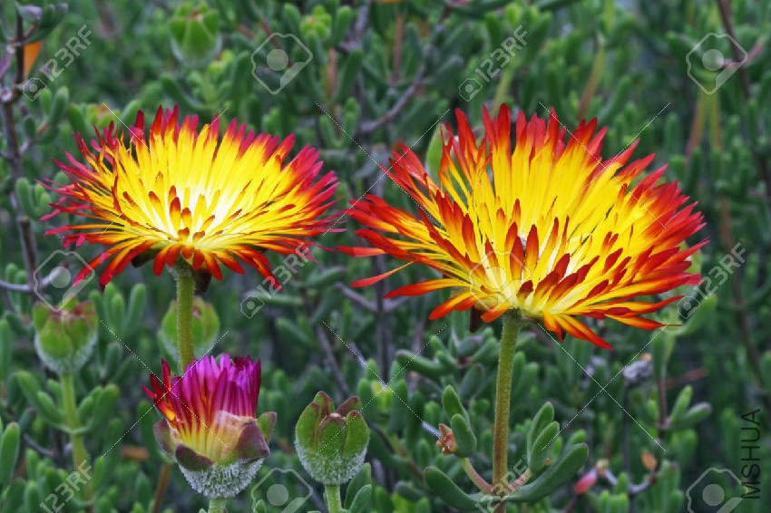 13324379-drosanthemum-bicolor-Gran-Canaria-Spain-Stock-Photo.jpg