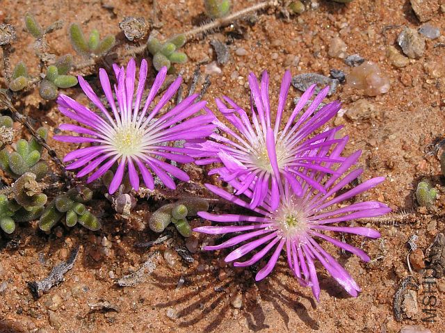 Drosanthemum hispidum.jpg